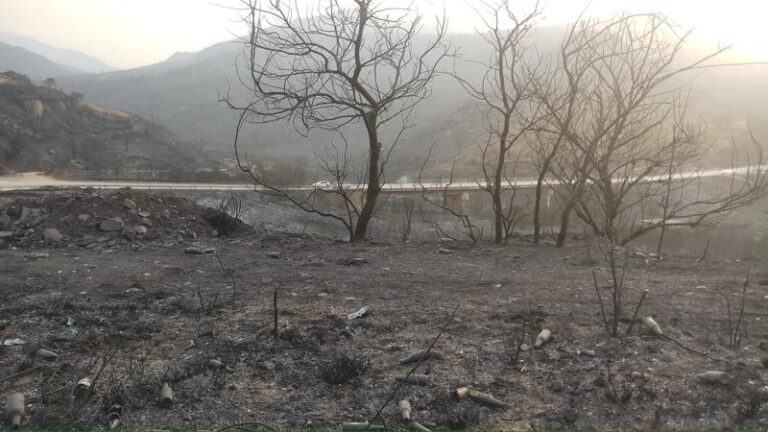 Read more about the article حرائق بجاية: توقيف 4 أشخاص مشتبه فيهم