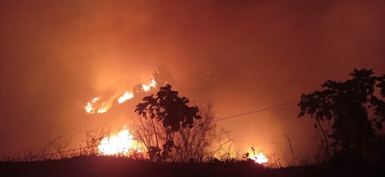 Read more about the article حرائق الغابات.. حالة تأهب قصوى بسبب ارتفاع درجات الحرارة